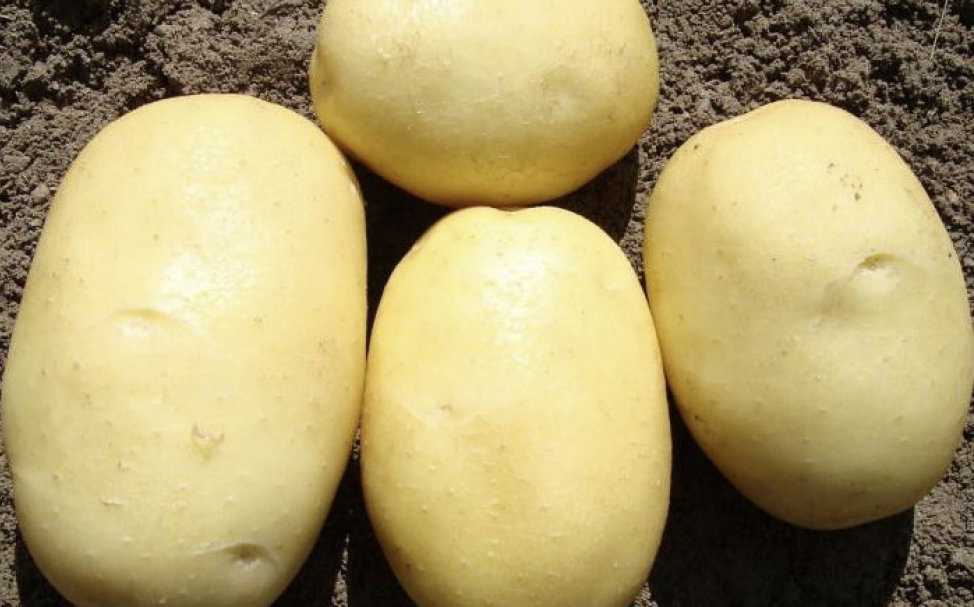 Вега картофель характеристика отзывы фото. Картофель Вега. Сорт картофеля Вега. Картошка Гала и Вега. Картофель Латона.