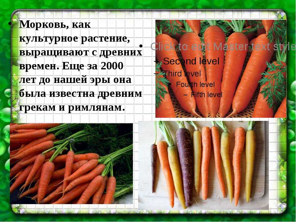 Класс растения морковь. Морковь неговия f1. Культурное растение морковь. Доклад про морковь. Сообщение о культурном растении морковь.