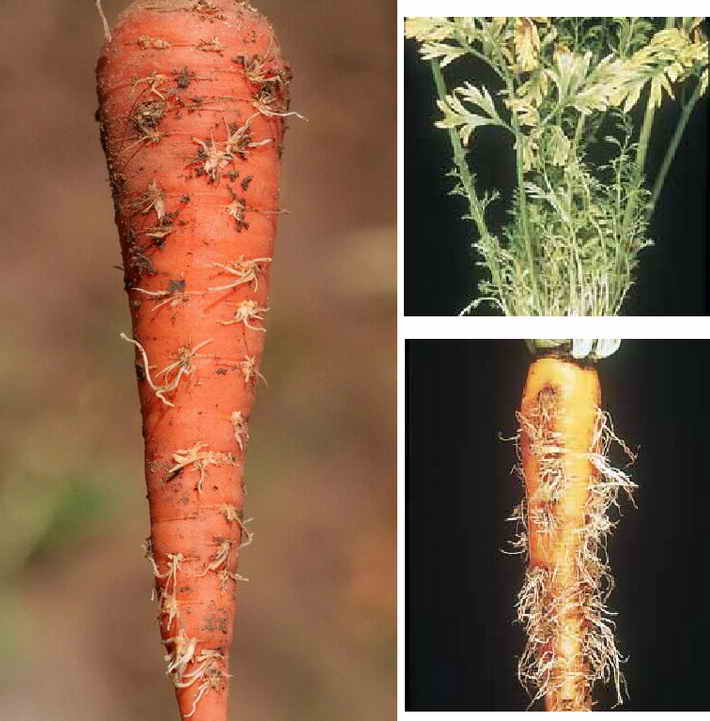 Сорняки моркови. Тангерина f1 семена моркови. Морковная тля.
