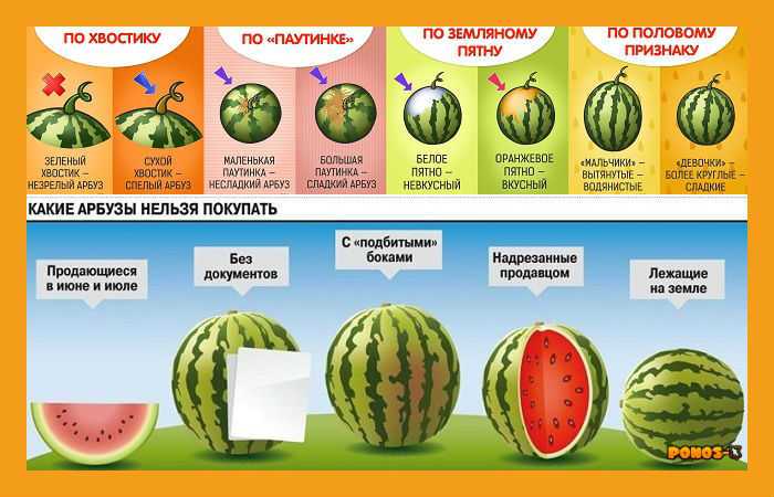 Со скольки месяцев можно арбуз. Стадии спелости арбуза. Понос от арбуза. Стадии созревания арбуза. Арбуз созревание.