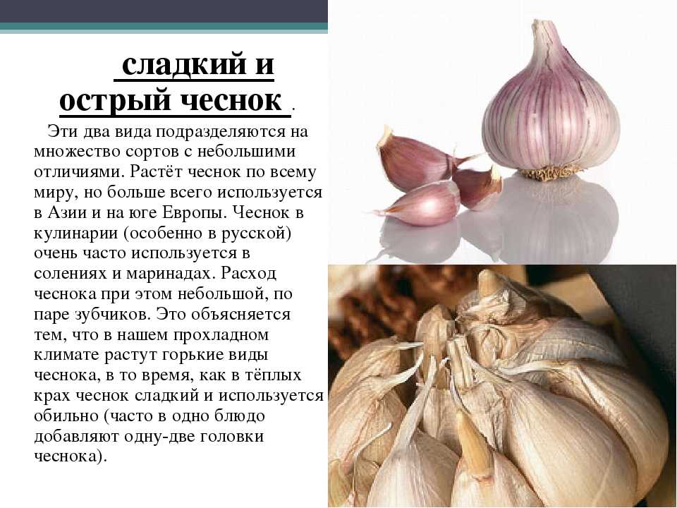 Характеристика сладко. Лук репчатый. Острый чеснок. Описание лука репчатого. Сорта лука репчатого для длительного хранения.