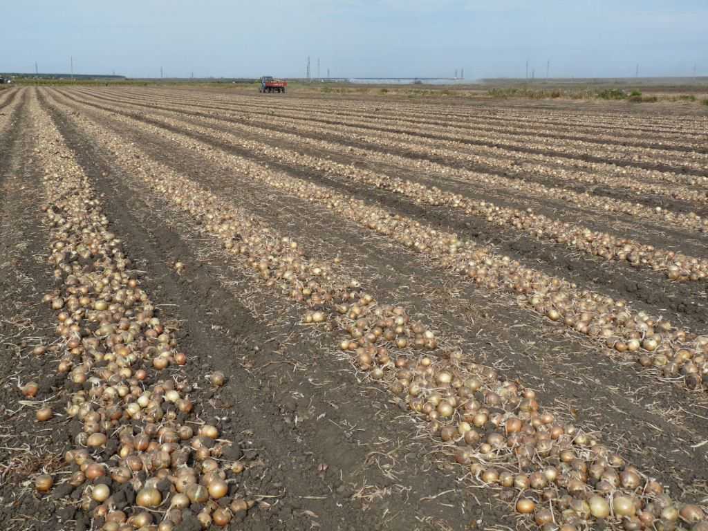 Урожайность картошки. Урожай картофель на 1 га Московская область. Гектар картошки.