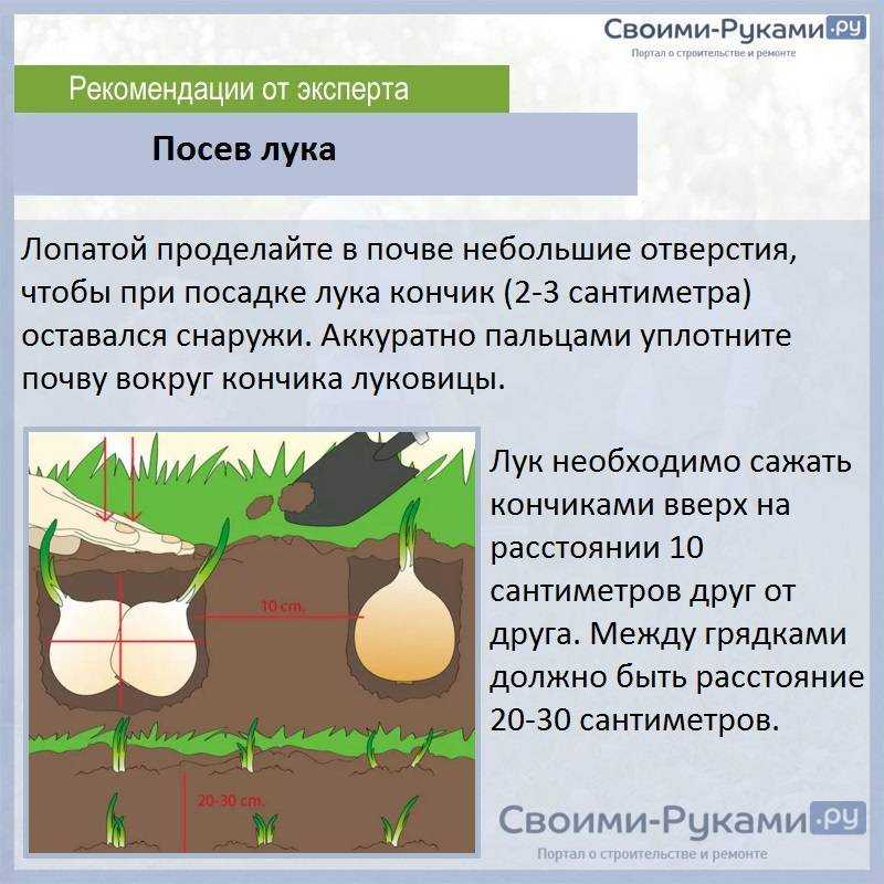 Схема подкормки озимого чеснока