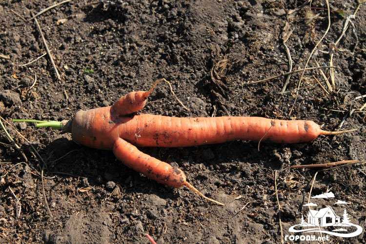 Масса выращенной моркови в 3 раза. Рогатая морковь. Кривая морковь. Деформированная морковь. Сросшиеся морковки.
