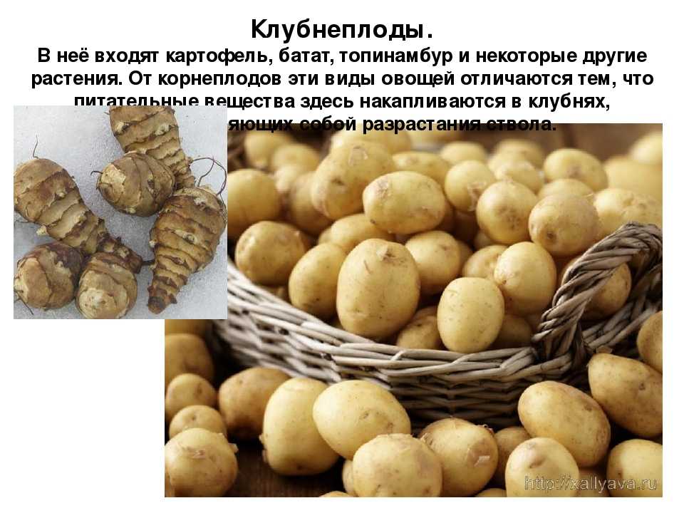 Картофель культура овощная. Клубнеплоды-картофель,топинамбур,батат. Картофель это корнеплод или клубень. Картофель батат топинамбур. Клубнеплоды: картофель, топинамбур….