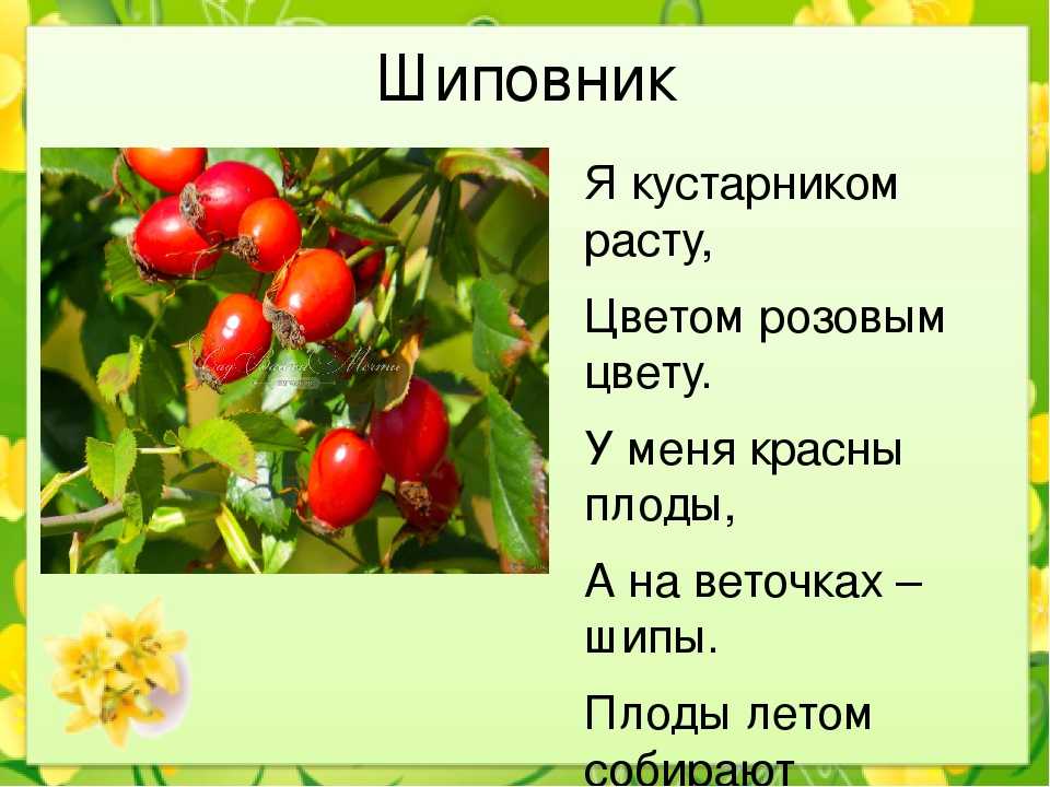 Класс кустарников. Загадка про шиповник. Загадка про шиповник для детей. Загадки про кустарники. Загадки про кустарники для детей.