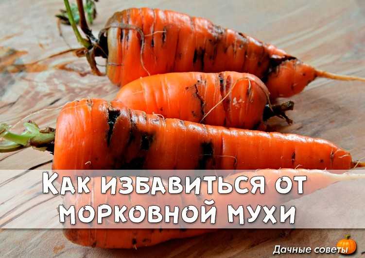 Луковая и морковная муха. Морковная Муха пестициды. Пупарий Муха морковная. Морковная Муха на моркови.