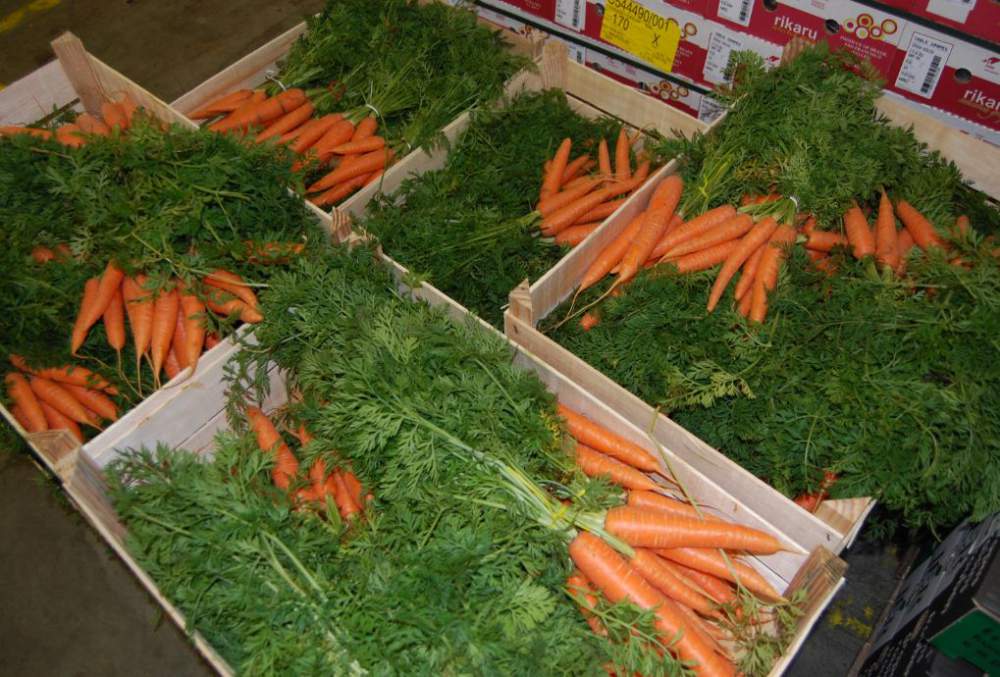 Как хранить морковь в квартире. Морковь в ящике. Ящик морковки. Хранение моркови. Ящик для хранения моркови.