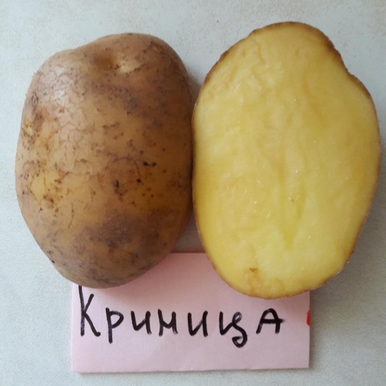Сорта картофеля по алфавиту фото и описание в беларуси