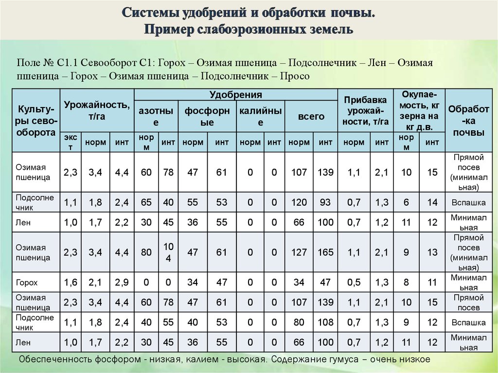 Бизнес план по выращиванию чеснока с расчетами на 1 га