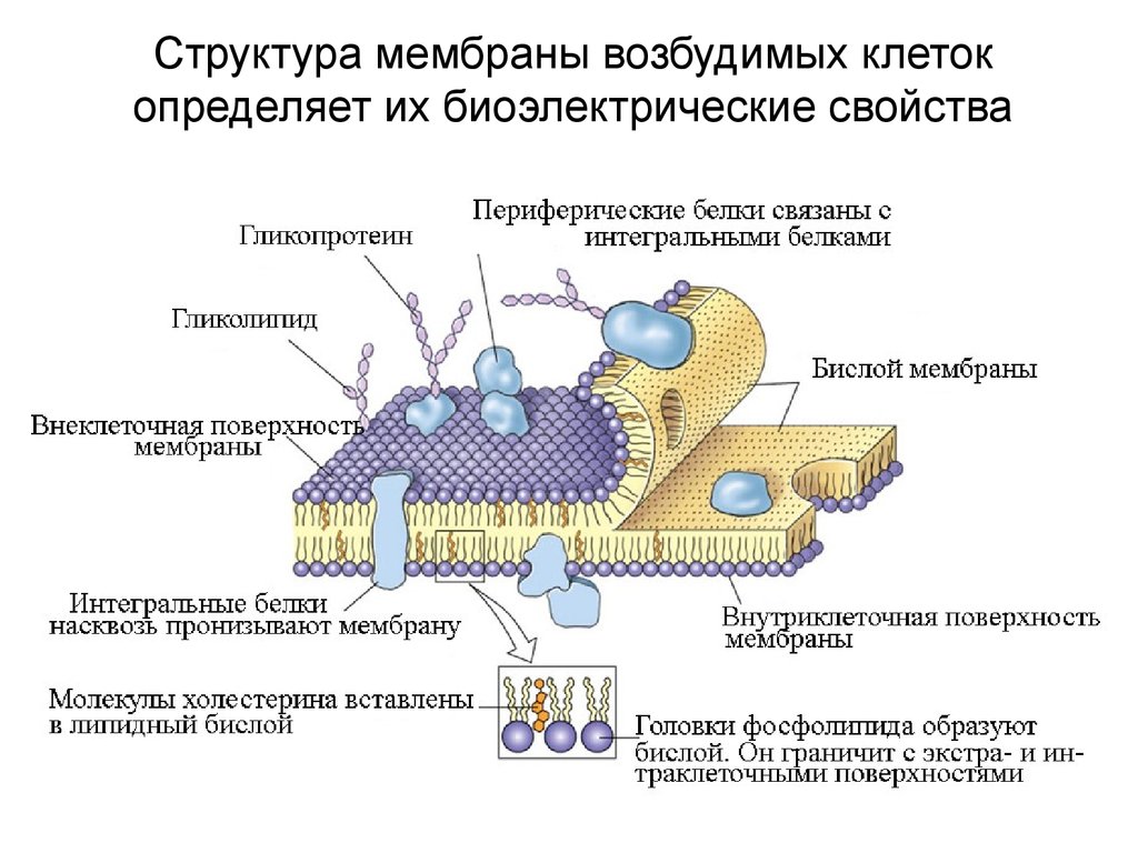 Какое вещество входящее в состав плазматической мембраны обозначено на рисунке цифрой 3