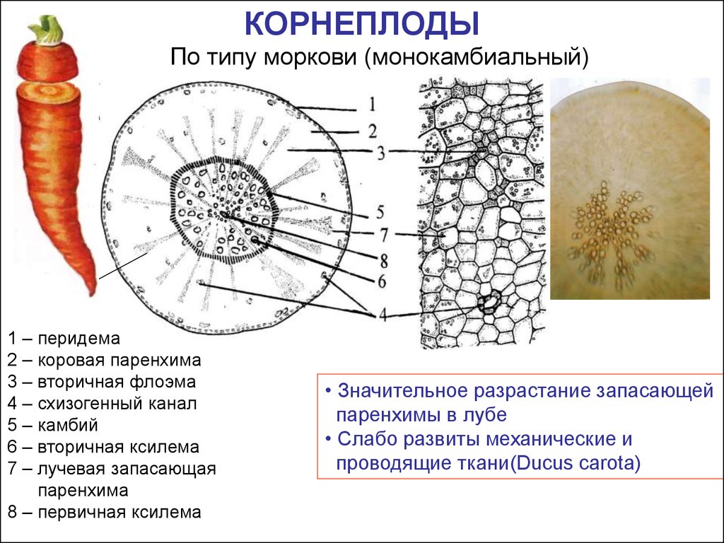 Паренхима развивается из. Анатомическое строение корнеплода моркови. Схема строения корнеплода моркови. Анатомическое строение корнеплода свеклы. Внутреннее строение корнеплода моркови.