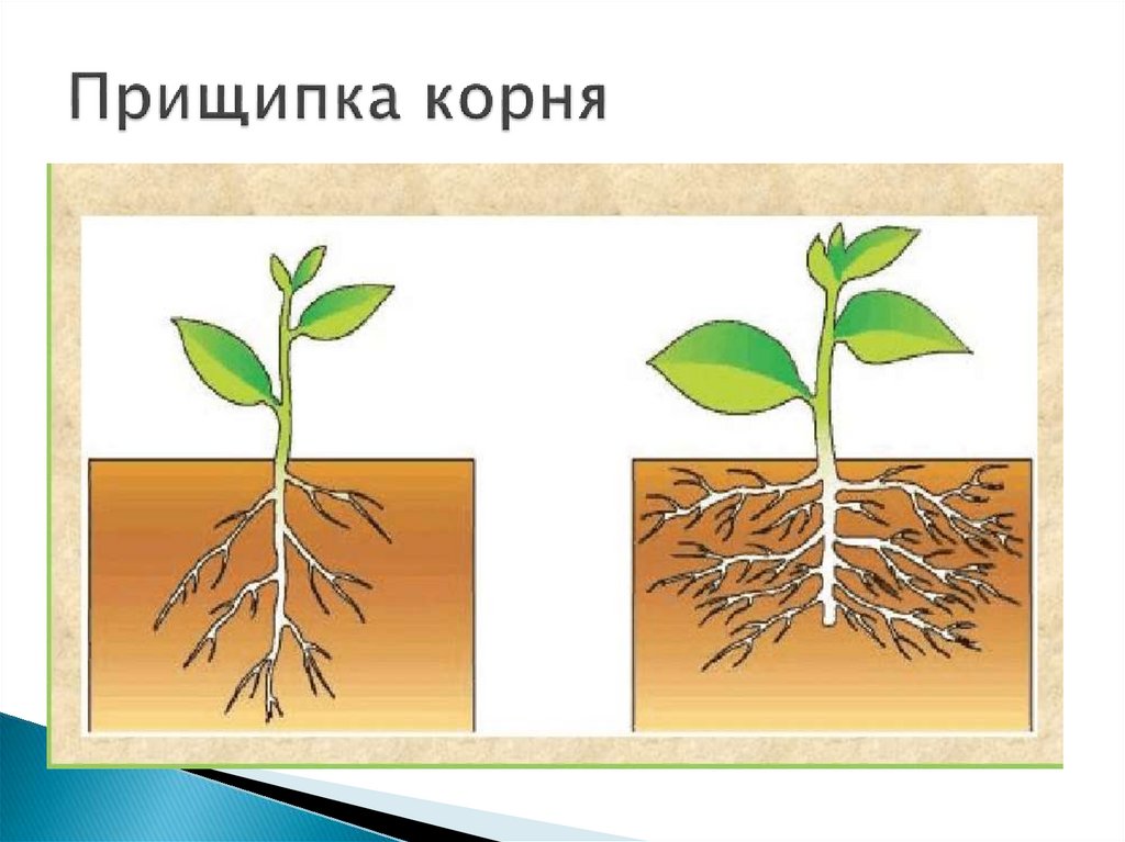 Агротехнический прием растений. Пикировка и прищипывание. Пикировка корня биология. Пикировка томатов прищипывание корня.