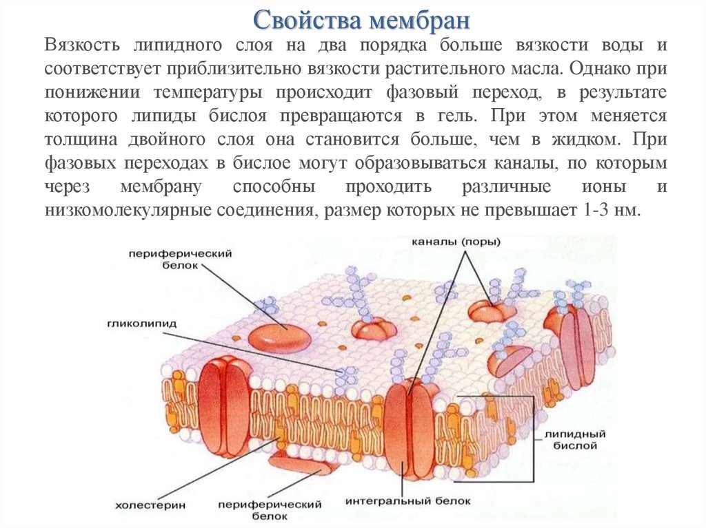 Свойства мембраны