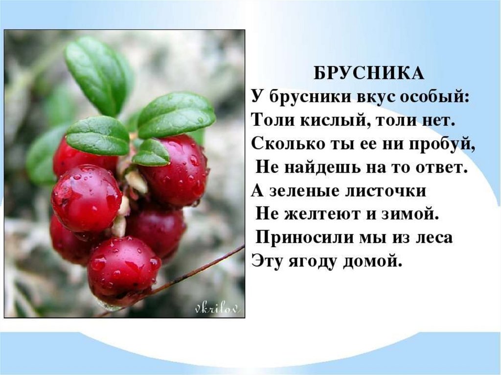 Для чего нужны ягоды. Брусника описание растения. Сообщение о бруснике. Стихотворение про бруснику. Брусника информация.