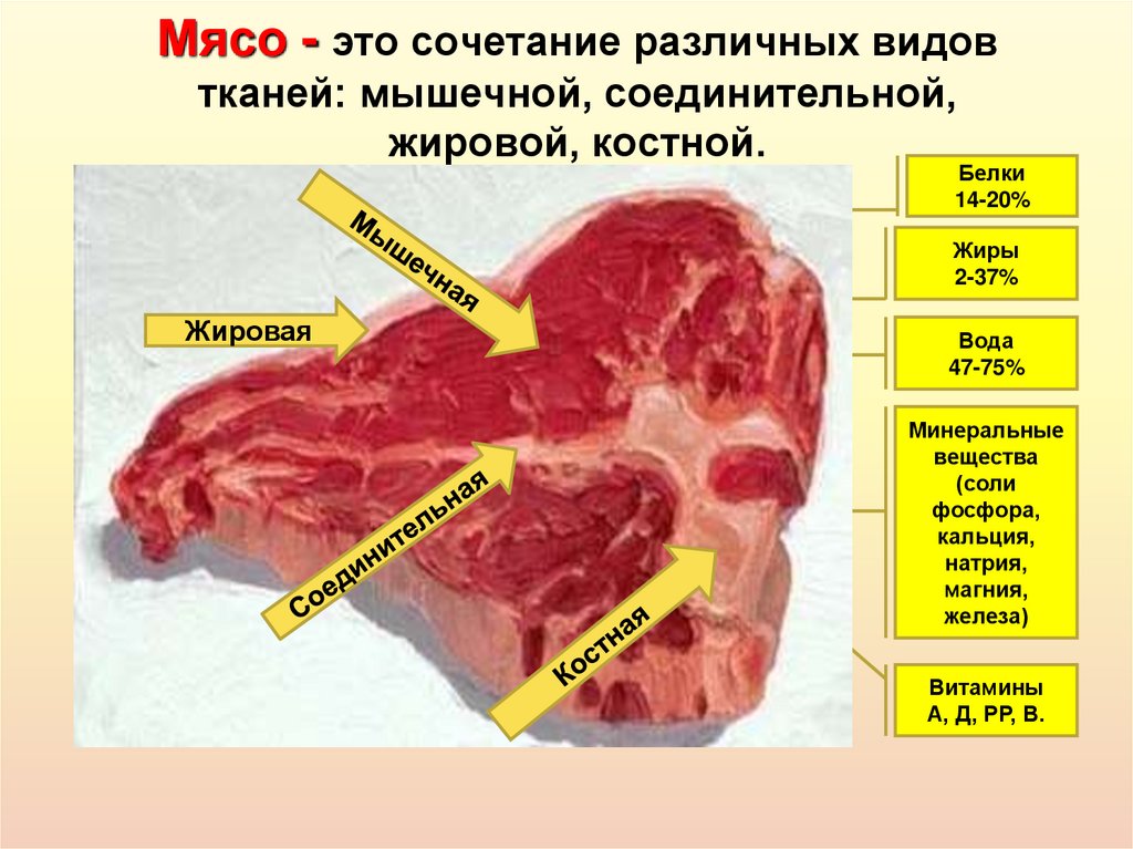 Ткани мяса. Мясо говядины соединительная ткань. Строение и состав тканей мяса. Строение мышечной ткани говядины.