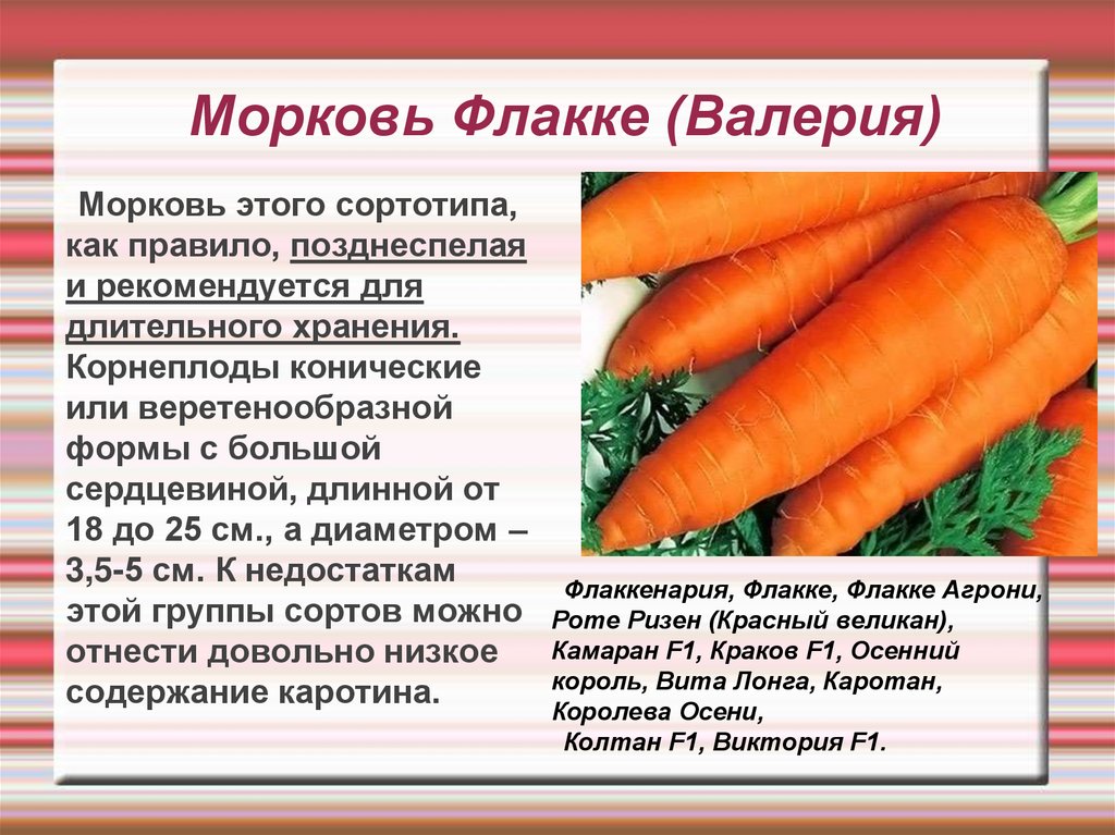 Сколько гр морковь. Сорт моркови Флакке. Морковь сортотип Флакке. Морковь Флакке описание сорта. Морковь Флакке агрони описание сорта.