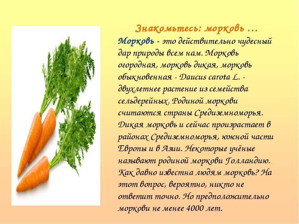 Польза морковной ботвы для человека