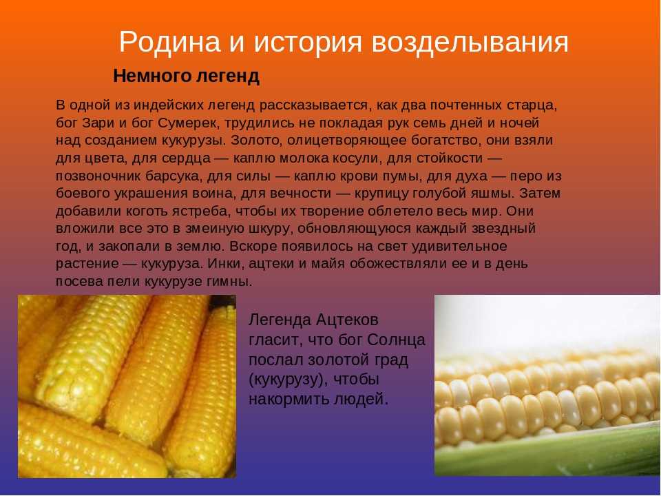 Кукуруза доклад 3 класс. Кукуруза культурное растение. Кукуруза краткая информация. Интересные факты о кукурузе. Рассказ о кукурузе.