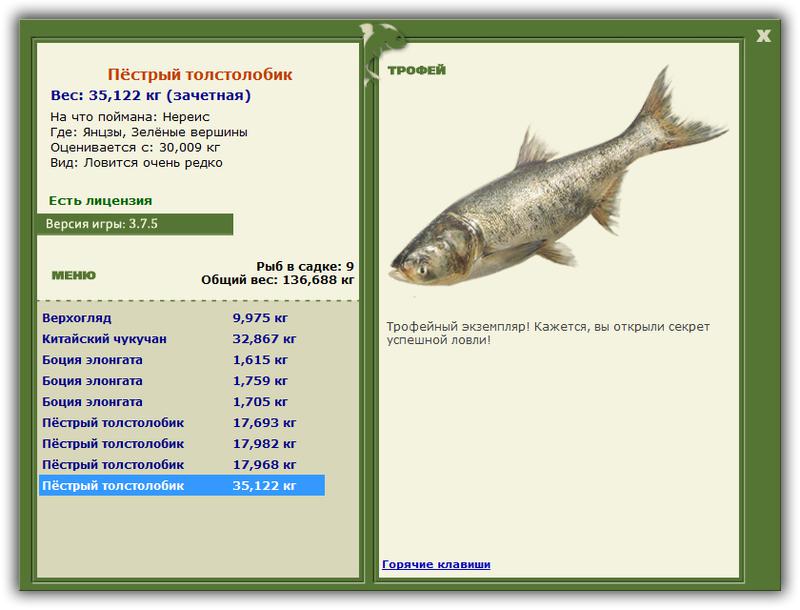 Толстолобик Рыба Купить В Красноярске