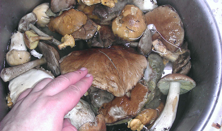 Можно ли готовить грибы. Белый гриб при варке. Вареные белые грибы. Белый гриб после варки. Вареные боровики.