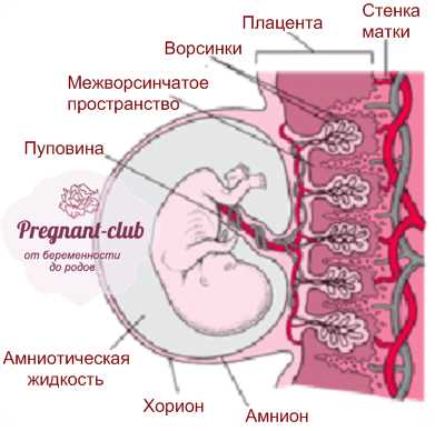 Стенка хориона. Межворсинчатое пространство плаценты. Межворсинчатое пространство плаценты при беременности. Плацента и пуповина строение. Расширение межворсинчатого пространства плаценты 22 недели.