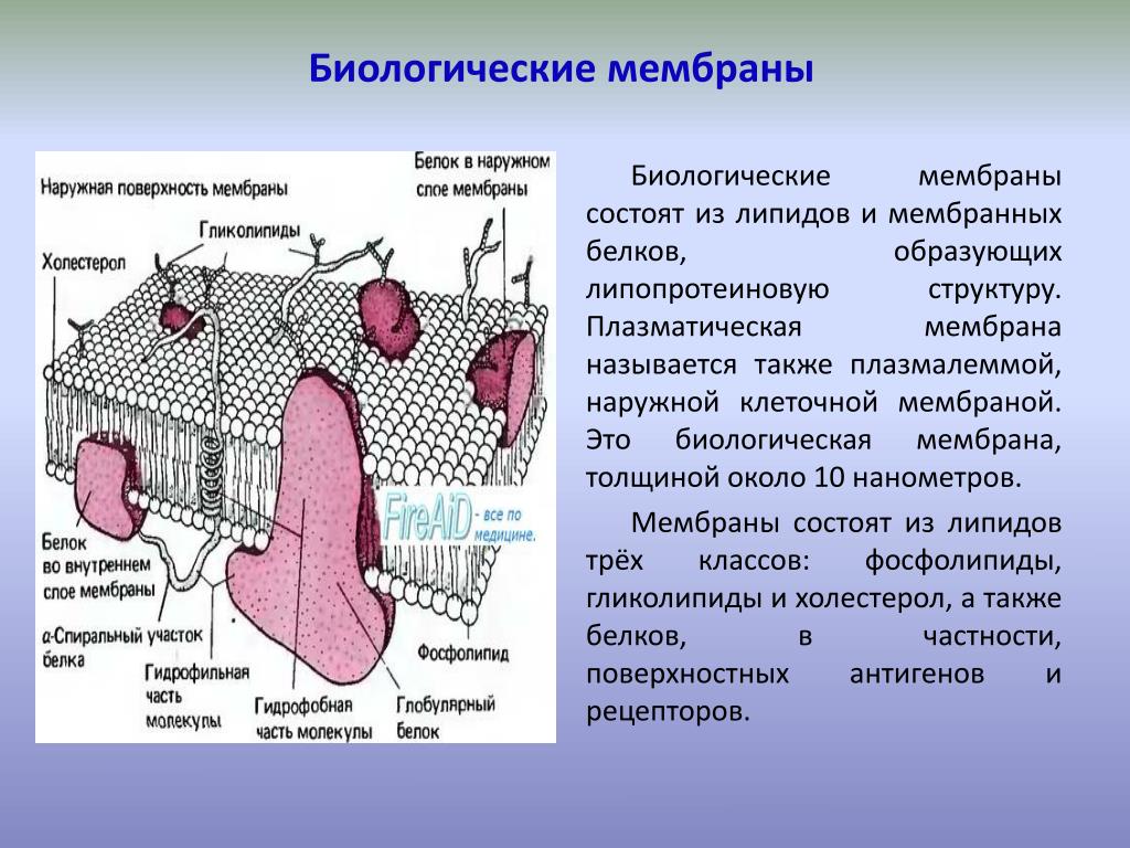 Что такое мембрана