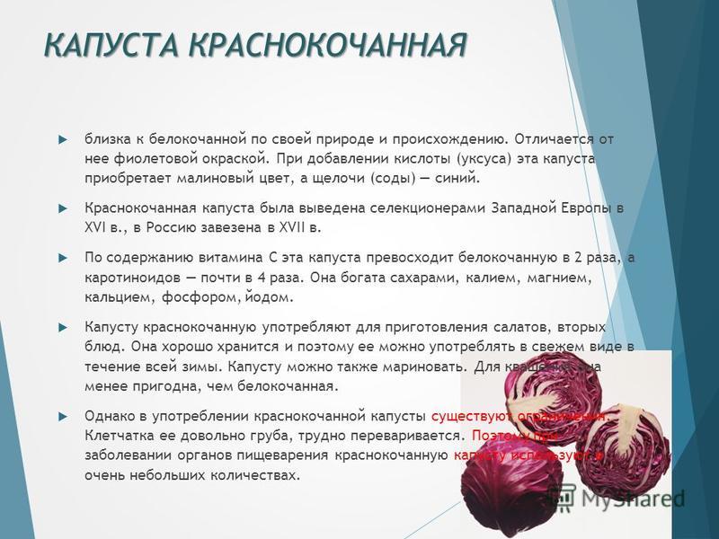 Чем отличается белокочанная капуста от краснокочанной