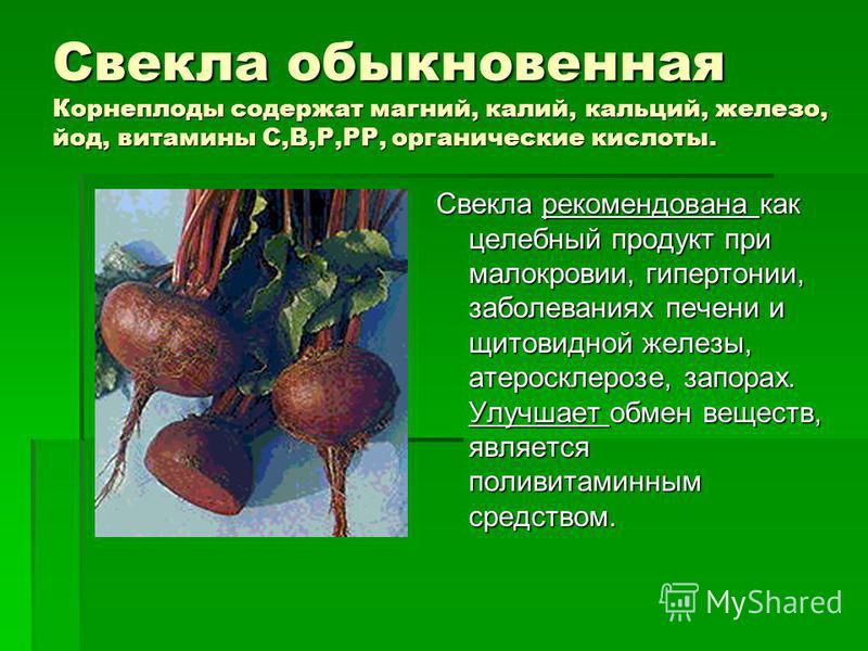 Из микроспоры свеклы обыкновенной в результате