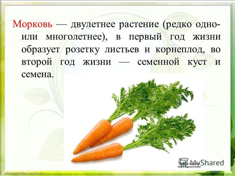 Морковь является растением. Презентация на тему морковь. Интересные морковки. Морковь для презентации. Проект на тему морковь.