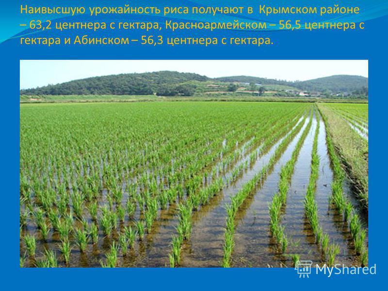 Урожайность 1 га. Рис урожайность с гектара. Урожайность чеснока с гектара. Урожайность риса с 1 га. Урожайность лука с гектара.