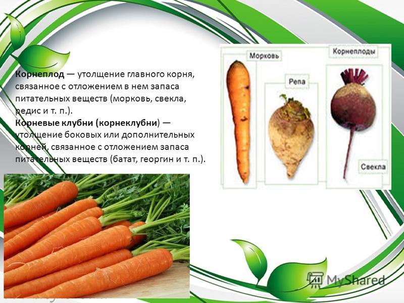 Корнеплод моркови. Питательные вещества в моркови.