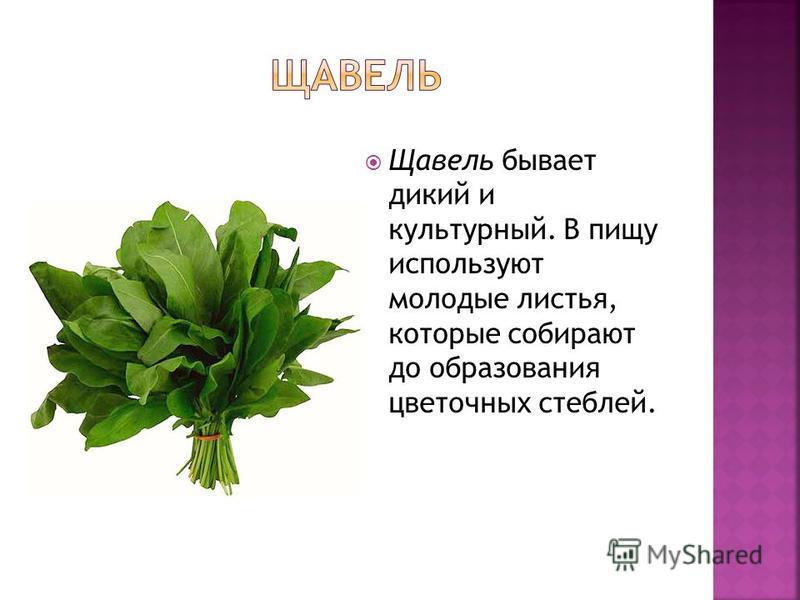 Щавель сообщение. Культурные растения щавель. Дикий щавель.