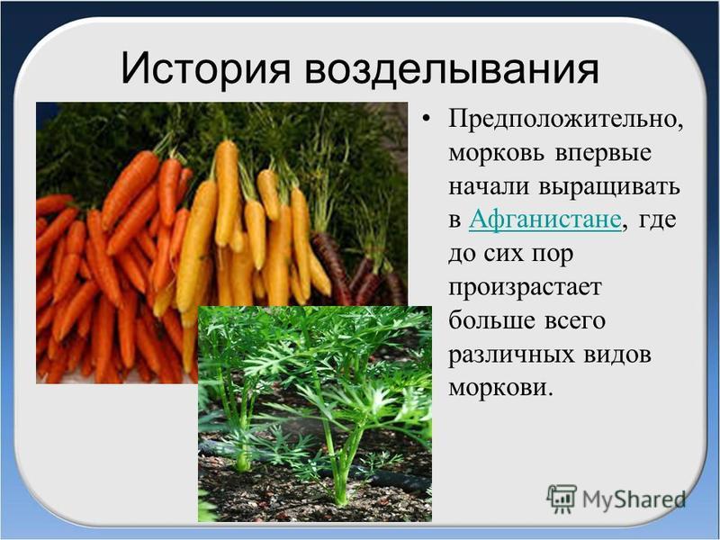 Почему нельзя морковь. Морковь. Доклад про морковь. Доклад по моркови. Сообщение о морковке.