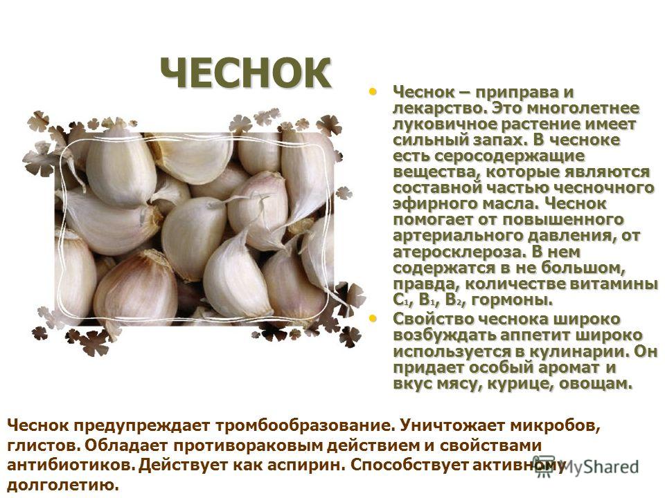 Почему пахнет луком. Доклад про чеснок. Полезные факты о чесноке. Чем полезен чеснок. Сообщение о чесноке.