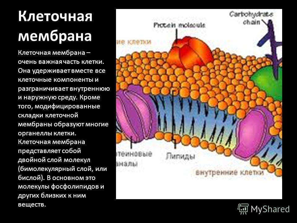 Мембрана это. Мембрана живой клетки. Мембрана клетки образована. Клеточная мембрана (оболочка). Клеточная мембрана в клетке.