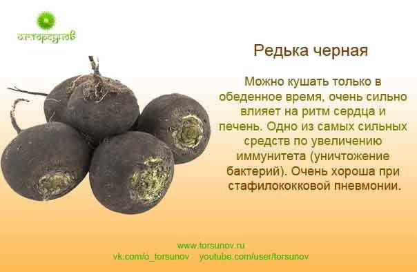 Редька вред для здоровья. Редька Торсунов. Топинамбур Торсунов. Помидоры Торсунов. Торсунов тыква.