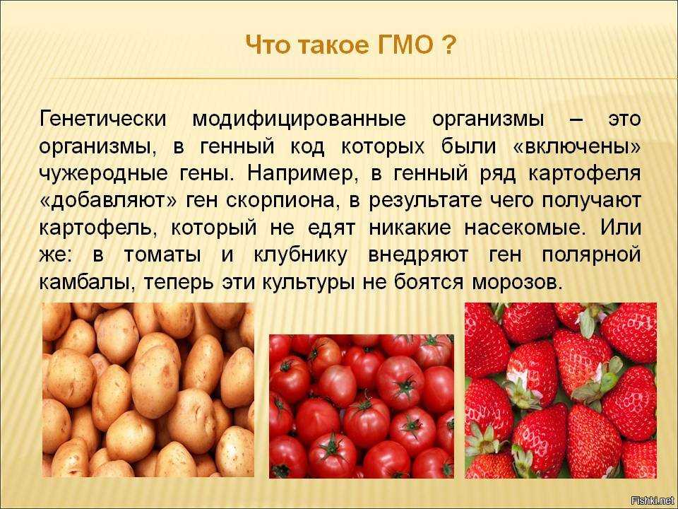 Генетически модифицированные организмы гмо. Генномодифицированные организмы. Генетически модифицированные организмы. ГМО презентация. ГМО примеры.