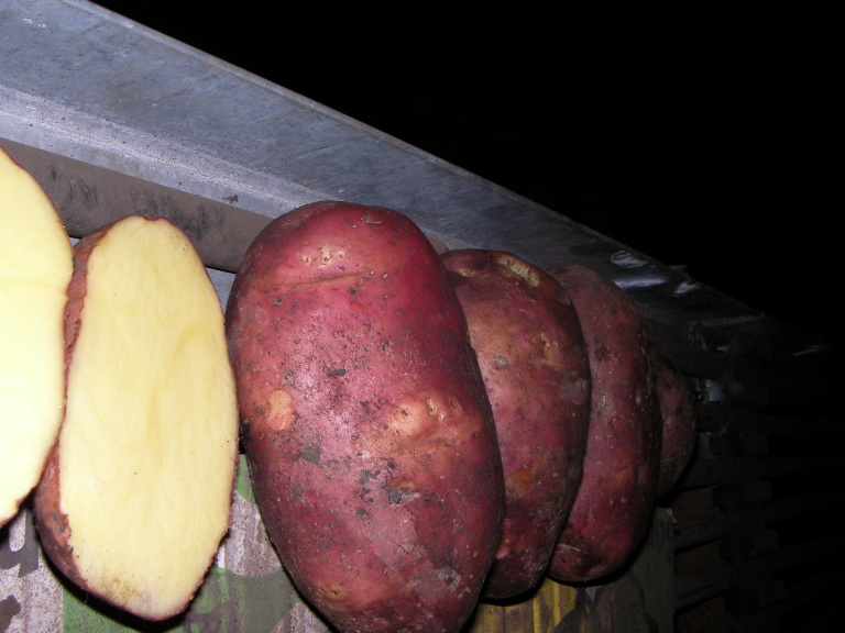 Семенной картофель ред скарлет описание сорта фото