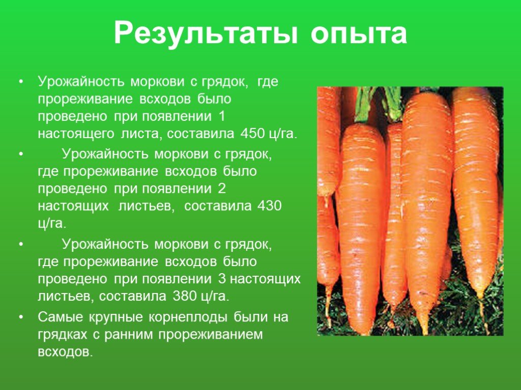 Сколько растет морковь. Урожайность моркови. Мамарковка презентация. Прореживание моркови моркови. Опыт с морковкой.