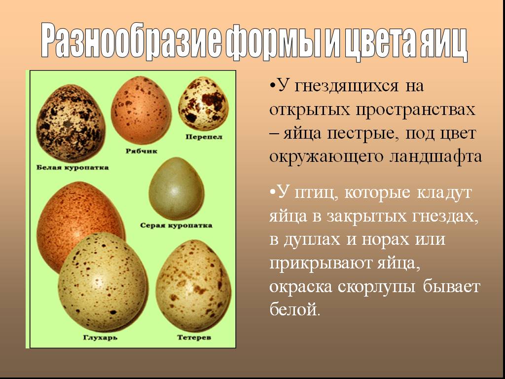 Пестрые яйца. Яйца птиц. Разнообразие формы и цвета яиц. Яйца птиц презентация. Форма яиц птиц.