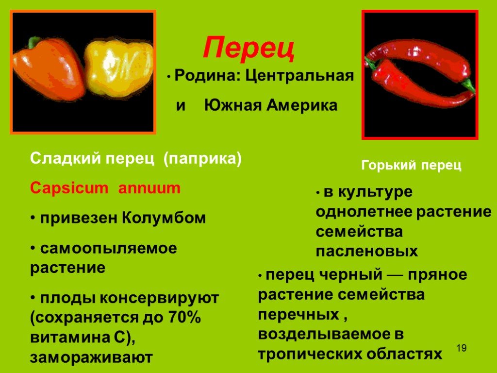 К какому семейству относится перец. Перец для презентации. Презентация про болгарский перец. Сообщение о перце. Строение перца.