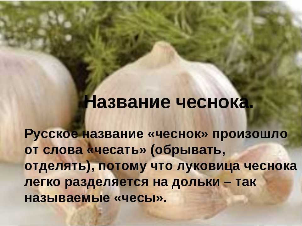 Чеснок проверочное. Факты о чесноке. Интересные факты о чесноке. Интересные факты о луке и чесноке. Интересные факты про чеснок для детей.