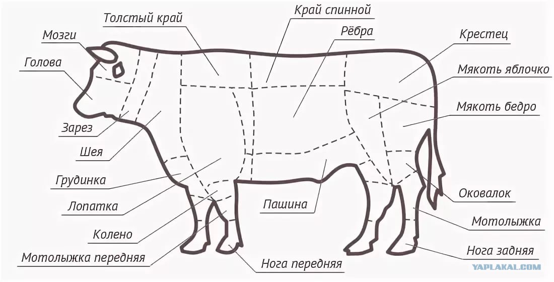 Корова какое мясо. Схема разруба туши телятина. Корова разделка туши схема. Яблочко часть говядины. Мякоть говядины схема.