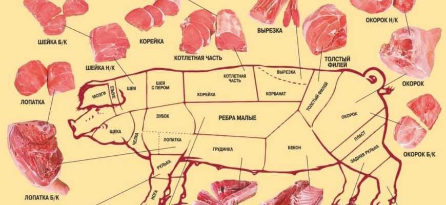 Как разделать поросенка. Части туши свиньи кострец. Части туши свиньи корейка. Кострец свиной в разрубе. Часть свиной туши кострец.