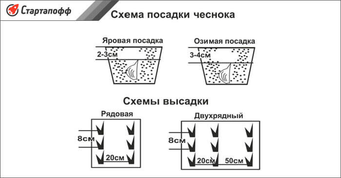 Как посадить лук схема