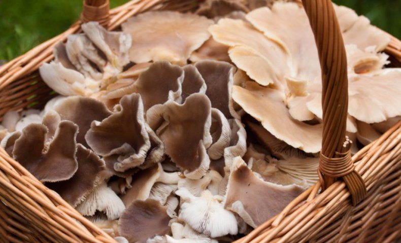 Вешенки Вешенки