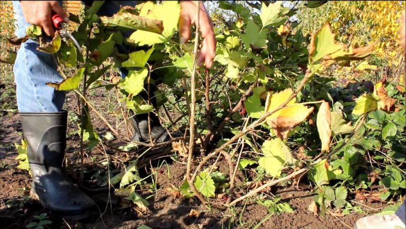 Как правильно укрыть виноград на зиму в первый и второй годы после посадки?