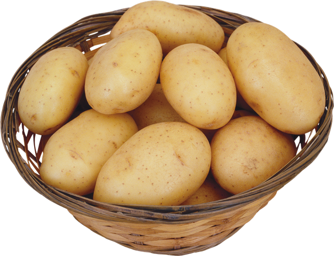 Картофель «Латона ценится стабильной и высокой урожайностью