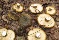 Для засолки подходит большинство грибов, но лучше всего раскрывает свой вкус именно черный груздь